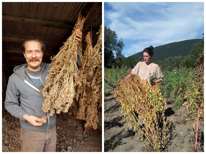 Jedidiah Wiebe & Sarah Lecouffe Axtell with early quinoa ripener