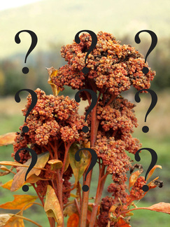Got a quinoa question?